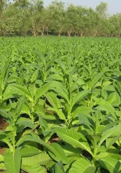 tobacco tobacco